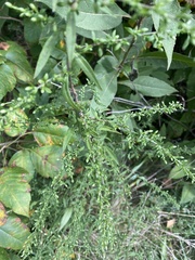 Symphyotrichum lateriflorum