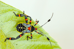 Pachylis acutangulus