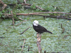 Arundinicola leucocephala