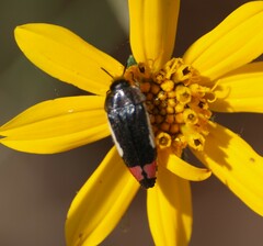 Acmaeodera flavomarginata