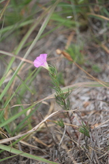 Ipomoea capillacea