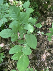 Fraxinus biltmoreana
