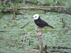 Arundinicola leucocephala