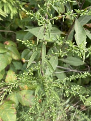 Symphyotrichum lateriflorum