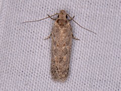Gelechiini