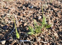 Erodium stephanianum