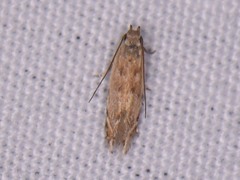 Battaristis nigratomella