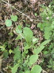 Fraxinus biltmoreana