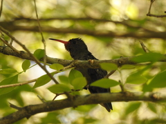 Hylocharis chrysura