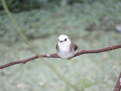 Arundinicola leucocephala