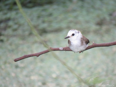 Arundinicola leucocephala