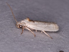 Antaeotricha