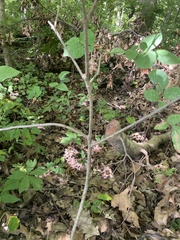 Fraxinus biltmoreana