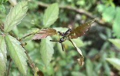 Parancistrocerus