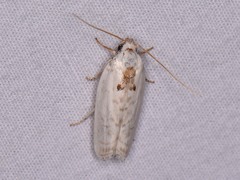 Antaeotricha