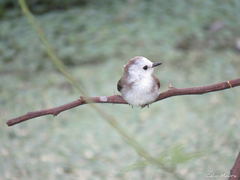 Arundinicola leucocephala