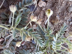 Sibbaldianthe bifurca