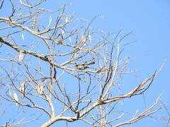 Polioptila dumicola