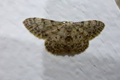 Idaea cervantaria