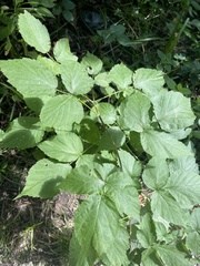 Rubus caesius