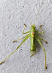 Meconema meridionale