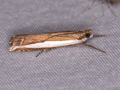 Crambus quinquareatus