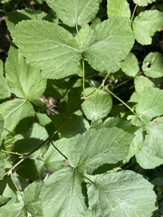 Rubus caesius