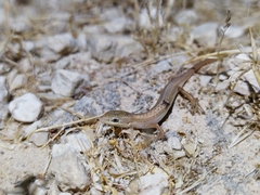 Heremites vittatus
