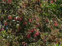 Fuchsia regia
