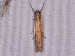 Crambus quinquareatus