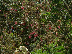 Fuchsia regia