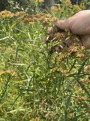 Euthamia graminifolia
