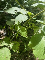Rubus caesius