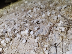 Heremites vittatus