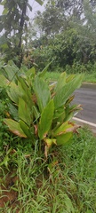 Curcuma longa