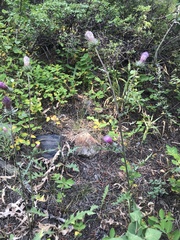 Cirsium andersonii