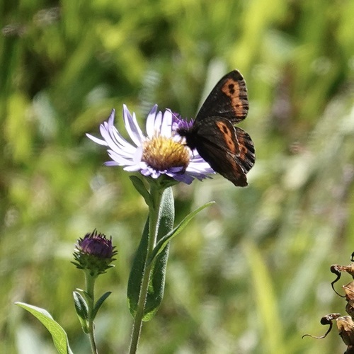 Vidler's Alpine photo 4