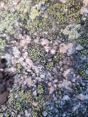 Rhizocarpon