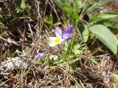Viola tricolor