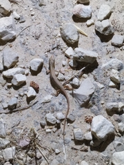 Heremites vittatus