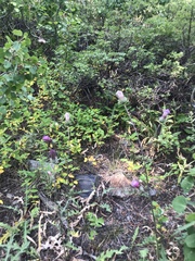 Cirsium andersonii