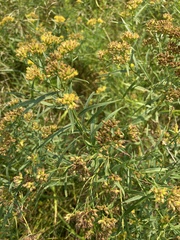 Euthamia graminifolia