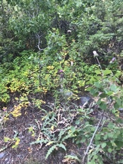 Cirsium andersonii