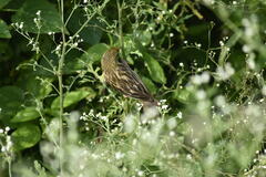 Ploceus philippinus