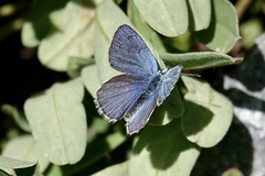 Plebejus anna