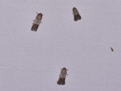 Chararica hystriculella
