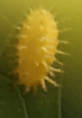 Epilachna varivestis