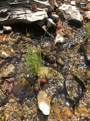 Equisetum arvense