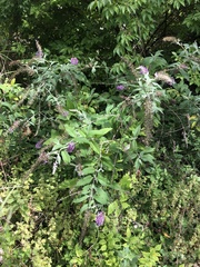 Buddleja