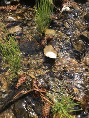 Equisetum arvense